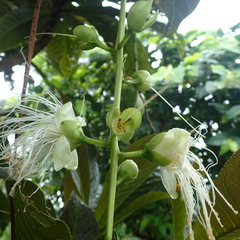 Barringtonia procera