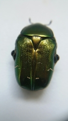 Cetonia aurata