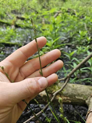 Carex canescens iNat (1)