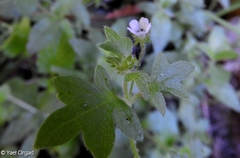 Nemophila parviflora