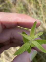 Ludwigia hirtella image