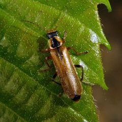 Cantharis decipiens