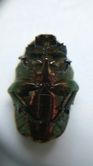 Cetonia aurata