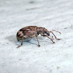 Polydrusus tereticollis