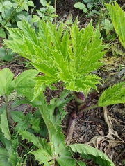 Heracleum mantegazzianum