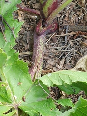 Heracleum mantegazzianum