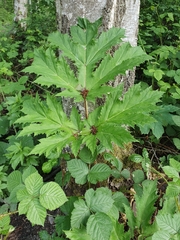 Heracleum mantegazzianum