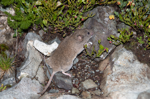 European Snow Vole (Chionomys nivalis)