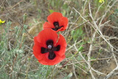 Papaver arenarium