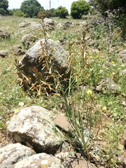 Asphodeline brevicaulis