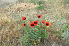 Papaver arenarium