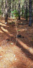 Acacia pycnantha