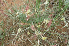 Astragalus subuliformis