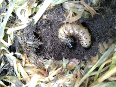 Apamea monoglypha