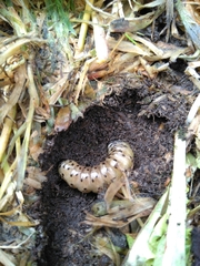 Apamea monoglypha