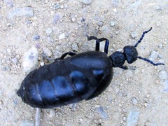 Meloe proscarabaeus