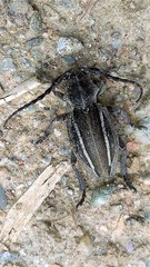 Neodorcadion bilineatum