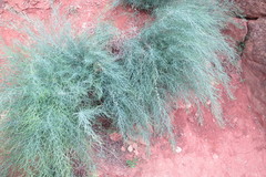 Asparagus inderiensis