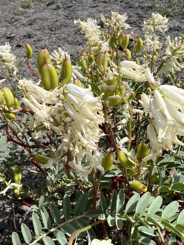 Patterson's Milkvetch (Astragalus pattersonii)