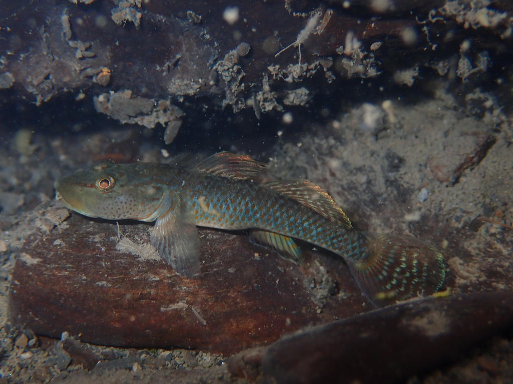 Leavell's goby (Rhinogobius leavelli) — Gobiidae