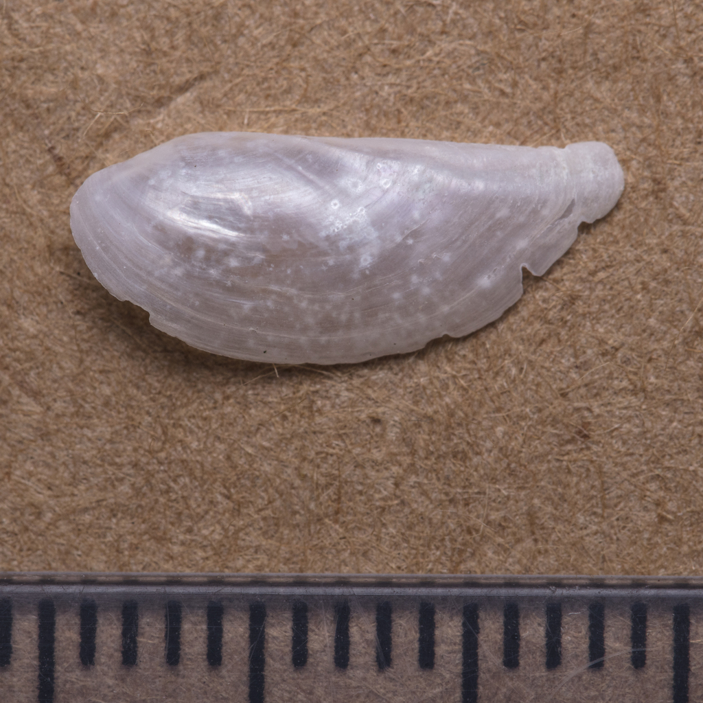 Pandora inaequivalvis