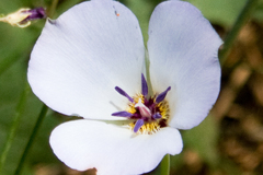 Calochortus invenustus