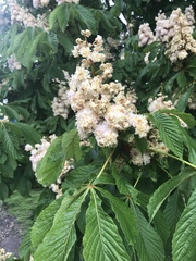 Aesculus hippocastanum