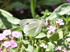 Pieris brassicae