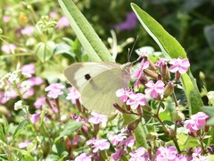 Pieris brassicae