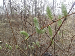 Salix viminalis