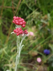 Helichrysum sanguineum