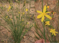 Bobartia filiformis