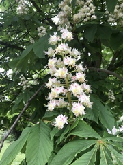 Aesculus hippocastanum