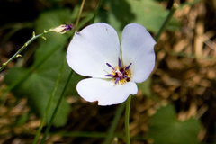 Calochortus invenustus
