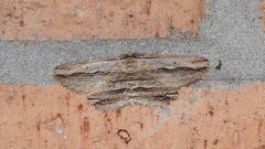 Euphronarcha luxaria