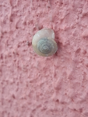 Bradybaena similaris