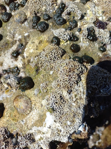 Photo of Mediterranean rim (Lithophyllum byssoides)