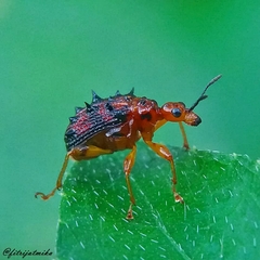 Apoderinae