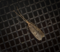 Lecithocera imprudens