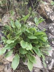 Hieracium amplexicaule