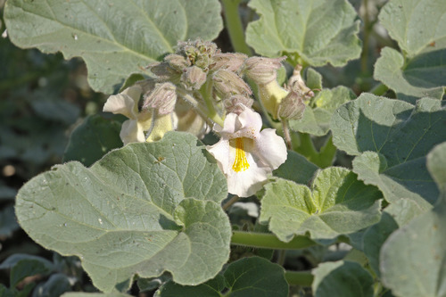 Representative image of Proboscidea louisianica louisianica