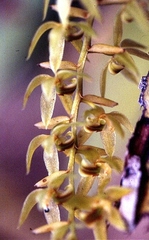 Dendrochilum longifolium