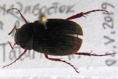 Maladera orientalis