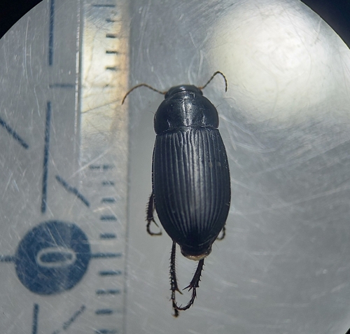Harpale serripède
