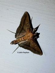 Filodes fulvidorsalis