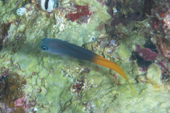 Ecsenius bicolor