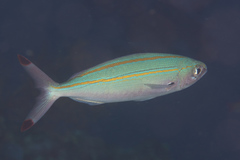 Pterocaesio digramma