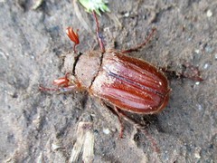 Holochelus nocturnus
