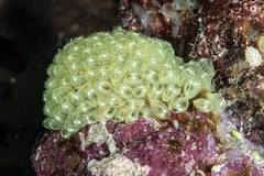 Pycnoclavella