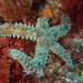 Long-armed Starfishes - Photo (c) Sylvain Le Bris, some rights reserved (CC BY-NC), uploaded by Sylvain Le Bris